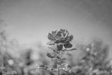 preview bw