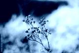 preview cold