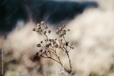 image to crop