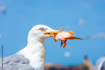 image to crop