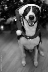 preview bw