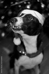 preview bw