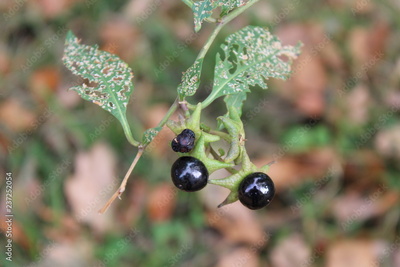 image to crop