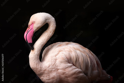 image to crop