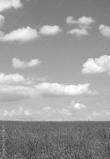 preview bw