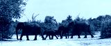 preview cold
