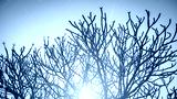 preview cold