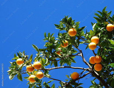image to crop