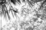 preview bw