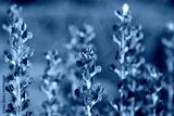 preview cold