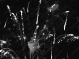 preview bw