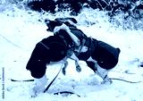 preview cold