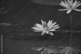 preview bw