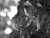 preview bw