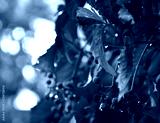 preview cold