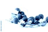 preview cold