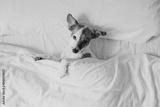 preview bw