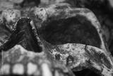preview bw