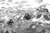 preview bw