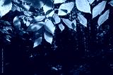 preview cold