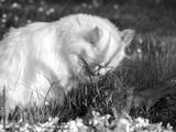 preview bw