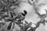 preview bw