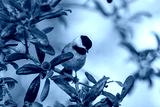 preview cold