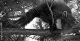 preview bw