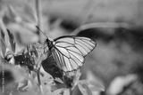 preview bw