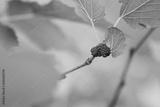preview bw