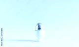 preview cold