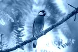 preview cold