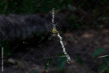 preview original