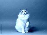 preview cold
