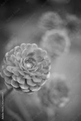 preview bw