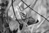 preview bw