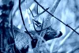 preview cold