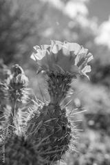 preview bw