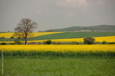 image to crop