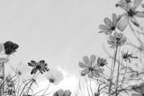 preview bw