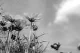 preview bw