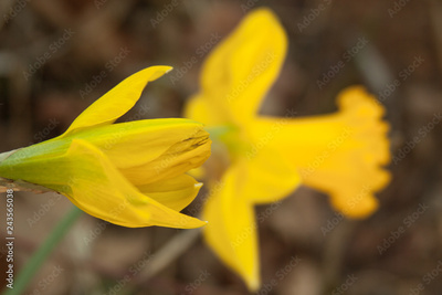 image to crop