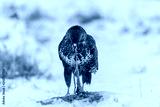 preview cold