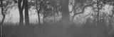 preview bw