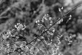 preview bw