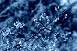 preview cold