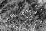 preview bw