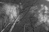 preview bw
