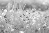 preview bw