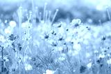 preview cold